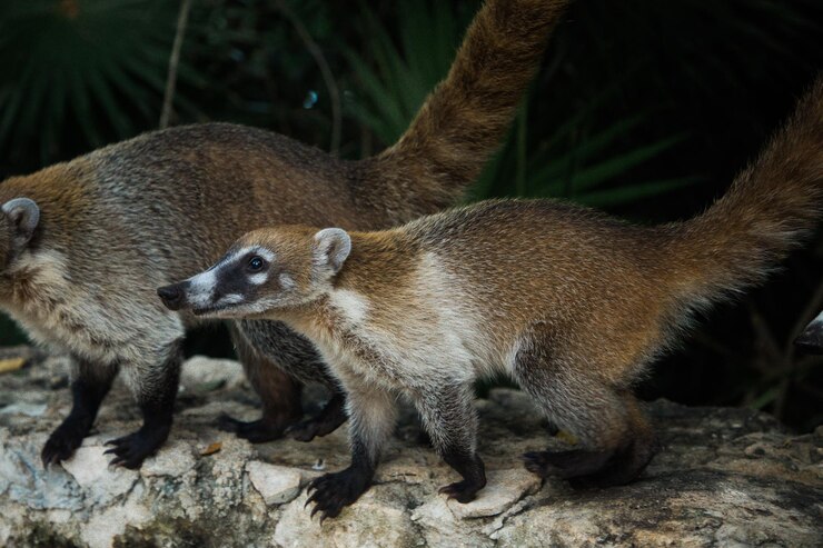 Foto guaxinim quati no méxico yucotan closeup