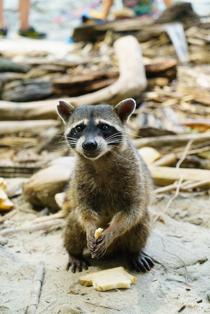 Guaxinim selvagem em uma selva