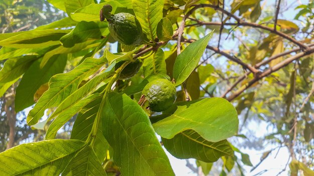 Guayaba en un árbol con un fondo de cielo azul sin nubes