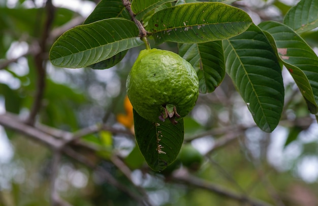 Guayaba joven y fresca en su árbol