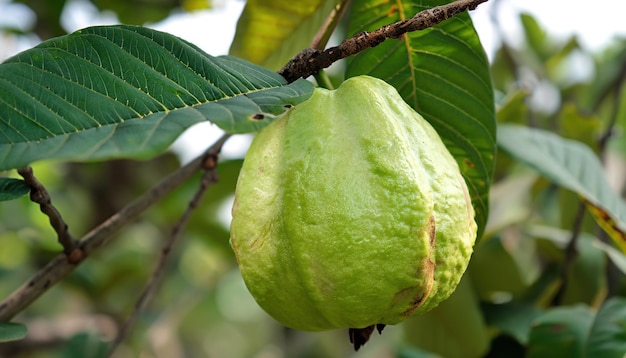 La guayaba sola está en la rama del árbol