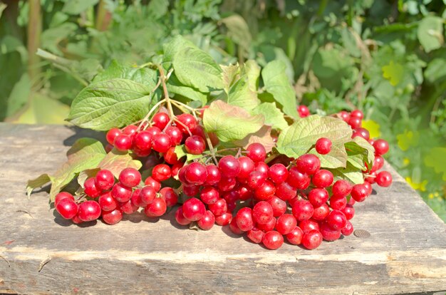 Guelder-Rosenbeeren oder Pfeilholz