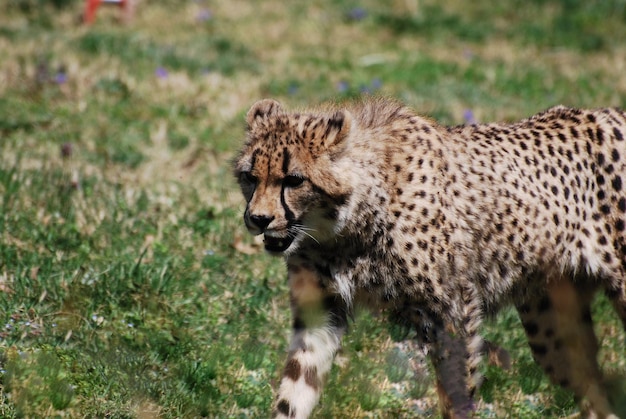 Foto guepardo acechando en una pradera
