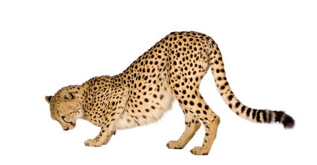 Foto guepardo - acinonyx jubatus en un blanco aislado