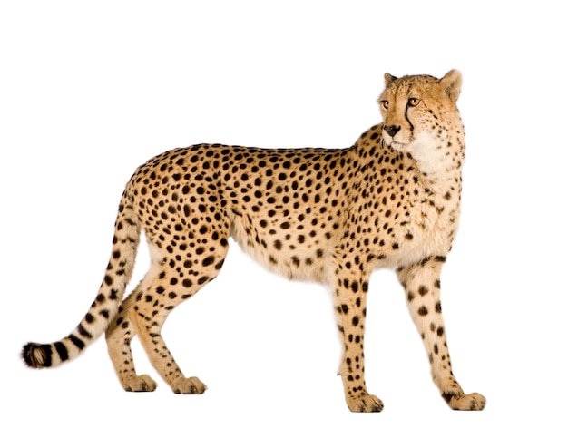 Guepardo - Acinonyx jubatus en un blanco aislado