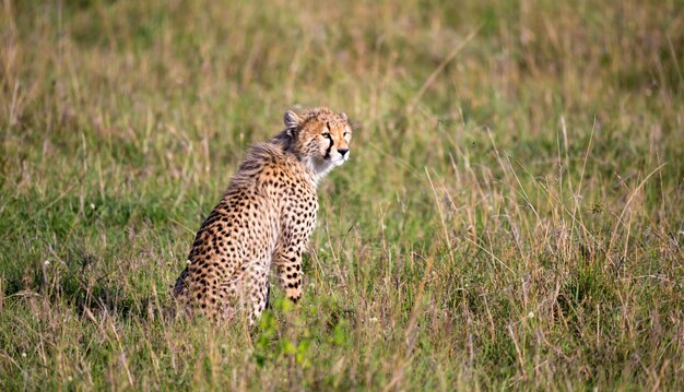 Un guepardo se asienta en el paisaje de hierba de la sabana de Kenia
