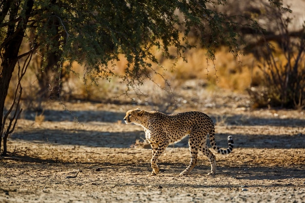 El guepardo caminando por el campo