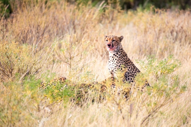 El guepardo comiendo en medio de la hierba.