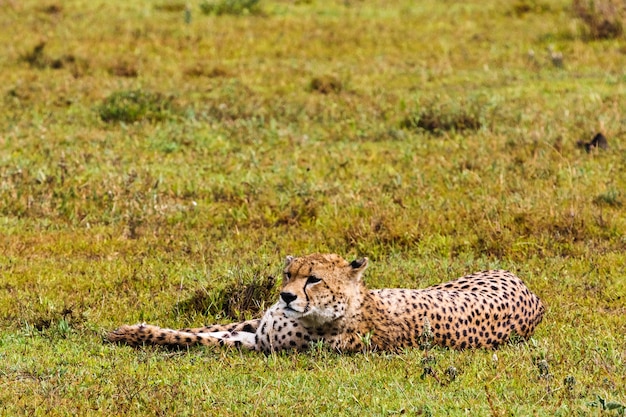 Guepardo descansando sobre la hierba. Serengeti, Tanzania