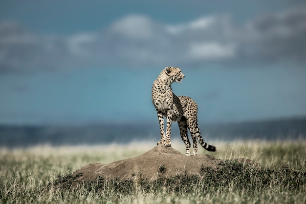 Guepardo en un montículo mirando alrededor en el Parque Nacional del Serengeti