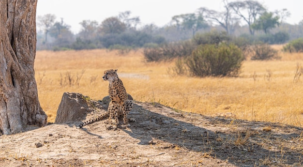 Guepardo en el Parque Nacional Kruger Sudáfrica