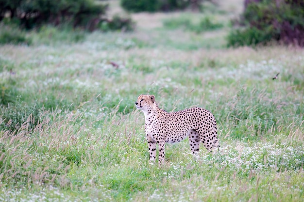 Un guepardo en los pastizales de la sabana de Kenia