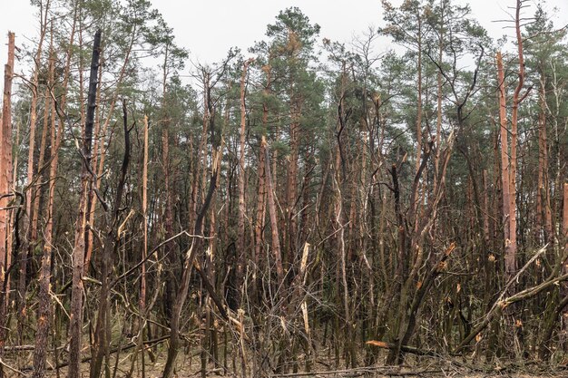 Guerra na UcrâniaÁrvores quebradas na floresta ao lado da estrada Traços da invasão do exército russo da Ucrânia na estrada perto de Chernihiv