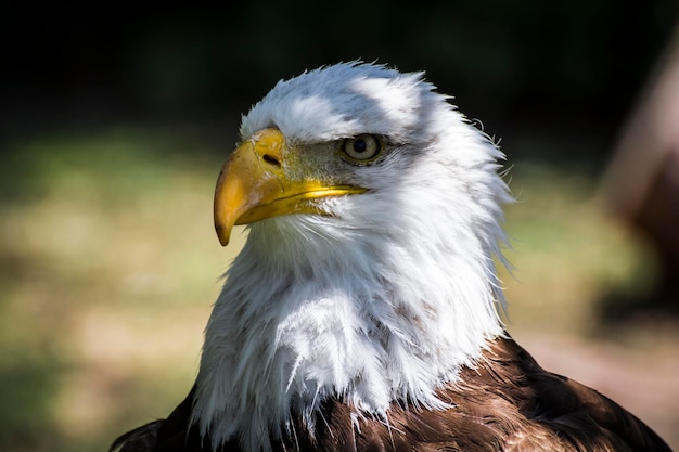 Águia americana de cabeça branca