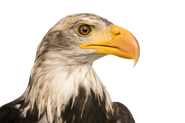 Águia careca jovem (5 anos) - Haliaeetus leucocephalus na frente em um branco isolado