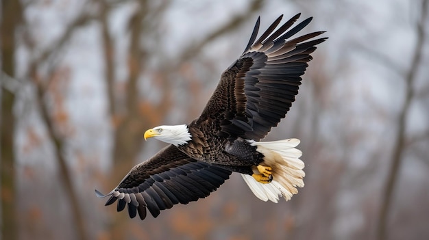 Águia careca voando sobre águia careca aterrissando ataque AI Generative
