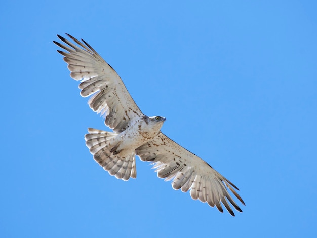 Águia-cobra-curta Circaetus gallicus