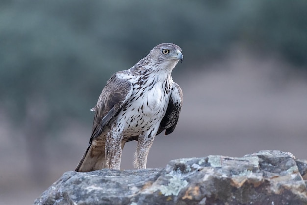 Águia de Bonelli Aquila fasciata empoleirada em uma rocha