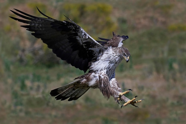 Águia de Bonelli Aquila fasciata