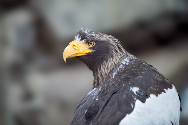 Águia de cauda branca (Haliaeetus albicilla) na natureza