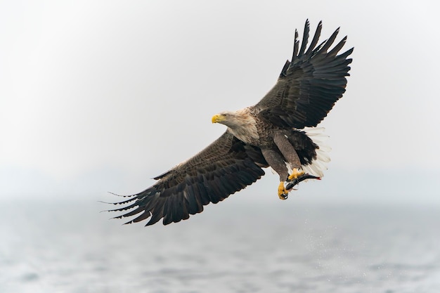 Águia de cauda branca (Haliaeetus albicilla) tirando um peixe da água do delta do oder na Polônia