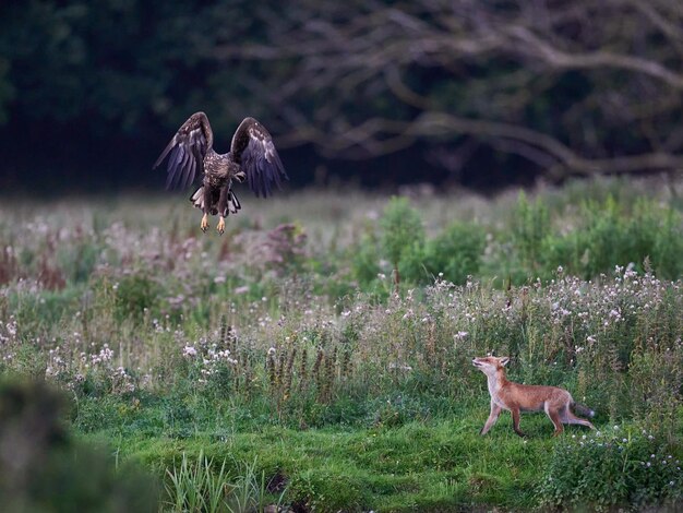 Águia-de-cauda-branca Haliaeetus albicilla vs Raposa-vermelha Vulpes vulpes