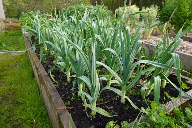 Guia de cultivo de alho como cultivar alho em canteiros elevados Cultivo de alho em vegetais de quintal