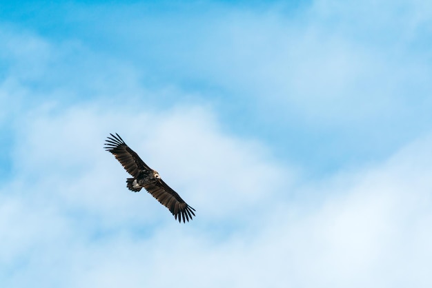 Águia de estepe de silhueta voando no céu azul