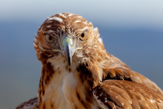 Águia de rabo vermelho (Buteo jamaicensis)