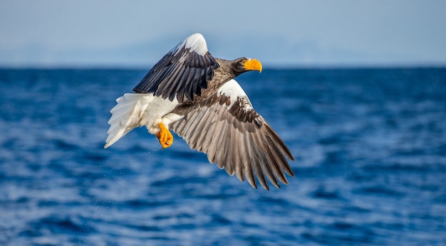 Águia do mar Steller em voo