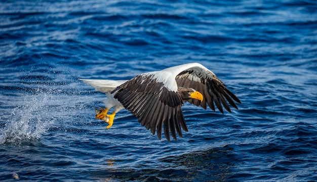 Águia do mar Steller em voo