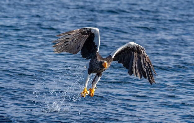 Águia do mar Steller em voo