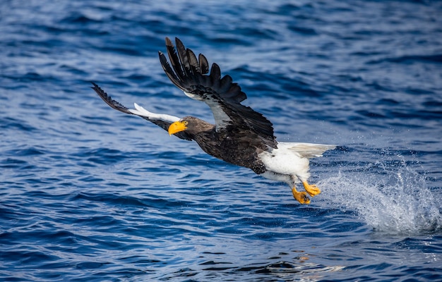 Águia do mar Steller em voo