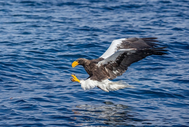 Águia do mar Steller em voo