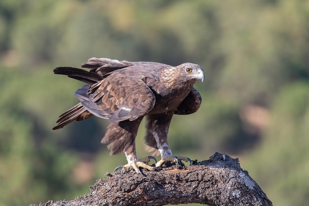 Águia dourada Aquila chrysaetos em seu poleiro