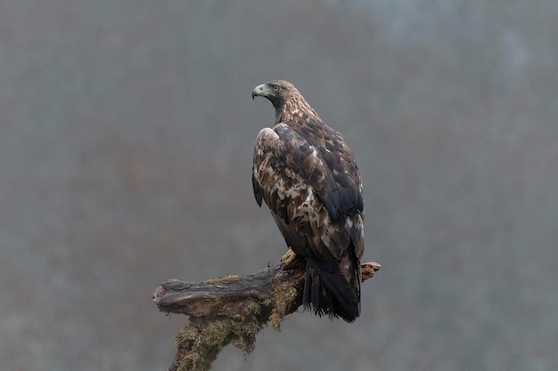 Águia dourada (Aquila chrysaetos homeyeri) Leão, Espanha