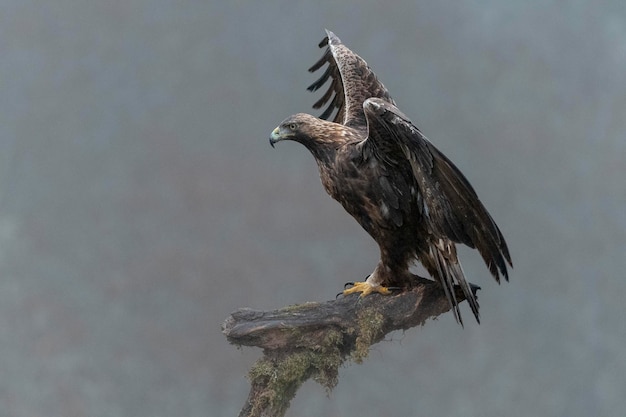 Águia dourada (Aquila chrysaetos homeyeri) Leão, Espanha