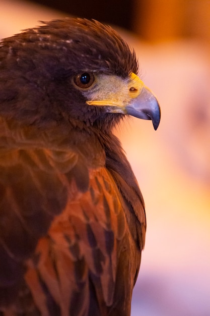 Águia dourada (Aquila chrysaetos)