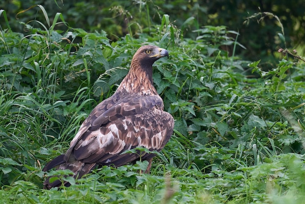 Águia dourada Aquila chrysaetos