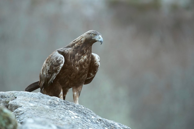 Águia-dourada macho adulto dentro de seu território em uma área montanhosa eurosiberiana