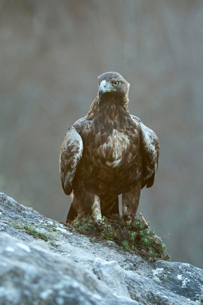 Águia-dourada macho adulto dentro de seu território em uma área montanhosa eurosiberiana