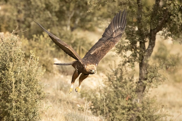 Águia-dourada macho adulto voando em uma floresta mediterrânea de pinheiros e carvalhos ao amanhecer