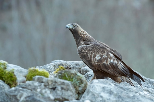 Águia-dourada macho em uma paisagem montanhosa com floresta de faias e carvalhos da Eurossibéria no primeiro brilho