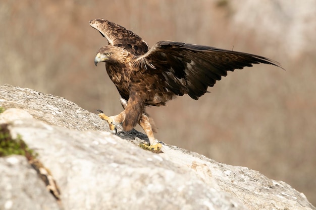 Águia dourada masculina adulta em uma área montanhosa de carvalhos e rochas com as primeiras luzes