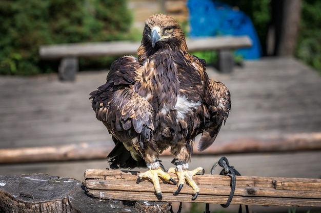 Águia enorme sentada em um tronco de madeira nas montanhas dos Cárpatos, Ucrânia