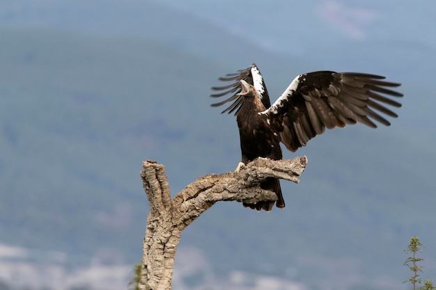 Águia imperial espanhola adulta defendendo seu território de seu mirante favorito de pipas vermelhas