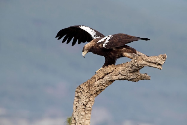 Águia imperial espanhola adulta defendendo seu território de seu mirante favorito de pipas vermelhas