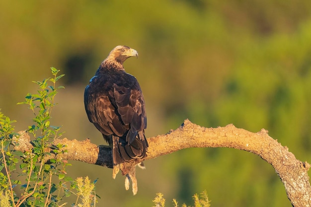 Águia Imperial voando (Aquila heliaca), Córdoba, Espanha