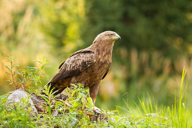 Águia manchada menor curiosa que senta-se em um coto na clareira na natureza verde do verão.