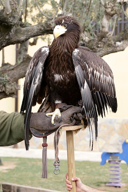 Águia marinha do jovem Steller (Haliaeetus pelagicus) nas mãos de um falcoeiro